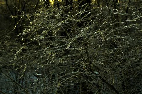 Frozen trees after rain Stock Photos