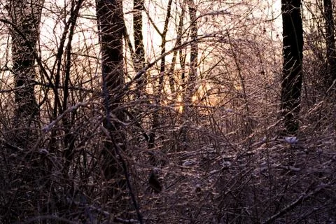 Frozen trees after rain Stock Photos