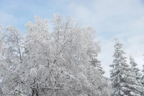 Frozen trees and branches covered by snow. Beautiful white winter landscape Stock Photos