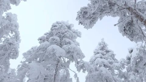 Frozen trees and branches. Pan shot Stock Footage 86219714