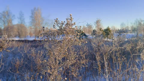 Frozen trees and bushes at cold winter sunrise in Europe. Stock Footage 329556557