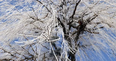Frozen trees and tree branches on a sunny winter day Stock Footage 169252158