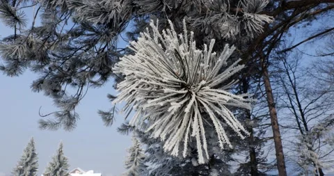 Frozen trees and tree branches on a sunny winter day Stock Footage 169252356
