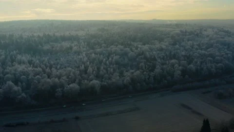 Frozen trees in the black forest Stock Footage 134918520