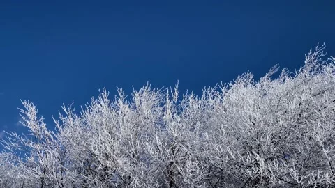 Frozen trees with blue sky and clouds in the winter Stock Footage 168560364
