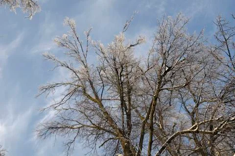 Frozen trees with blue sky background Stock Photos