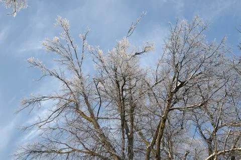 Frozen trees with blue sky background Stock Photos