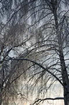 Frozen trees with blue sky background Stock Photos