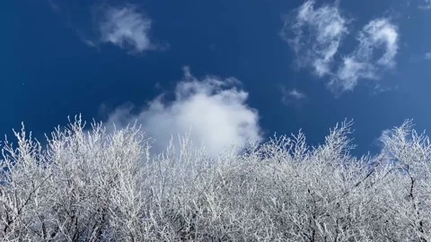 Frozen trees with blue sky with wind in the winter Stock Footage 168560286