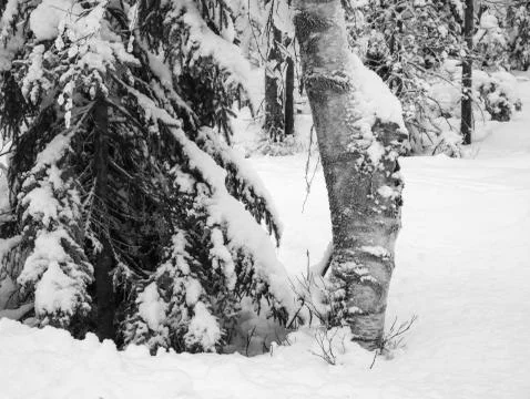 Frozen trees in the cold forest winter snow Stock Photos