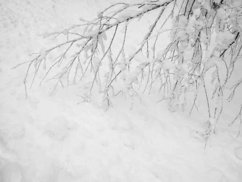 Frozen trees in the cold forest winter snow Foto stock