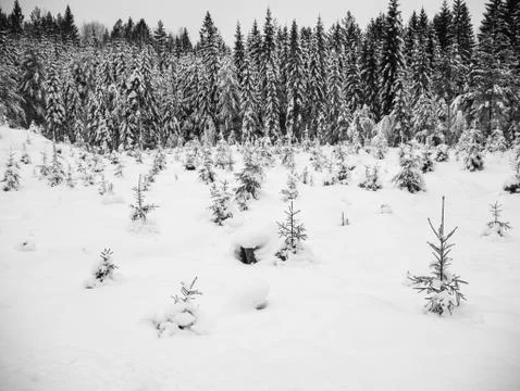 Frozen trees in the cold forest winter snow Stock Photos