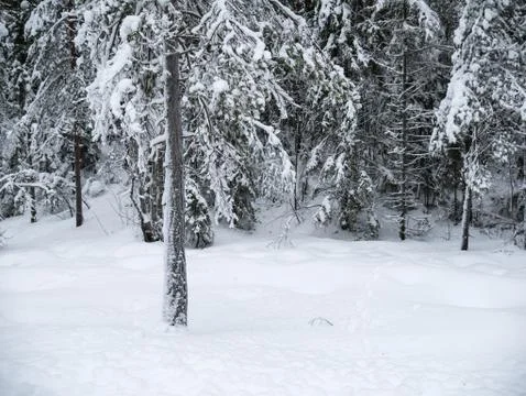 Frozen trees in the cold forest winter snow Stock Photos