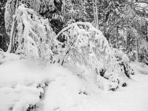 Frozen trees in the cold forest winter snow Stock Photos