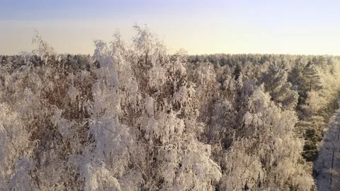 Frozen trees covered with snow and frost on the background of a winter forest Stock Footage 148505879