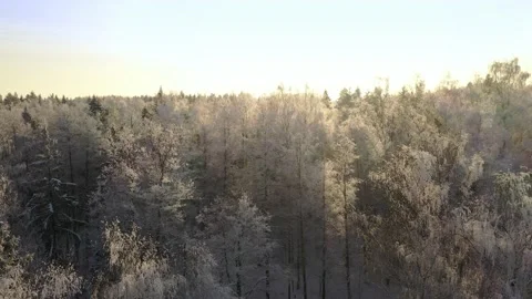 Frozen trees covered with snow and frost on the background of a winter forest Stock Footage 148505915