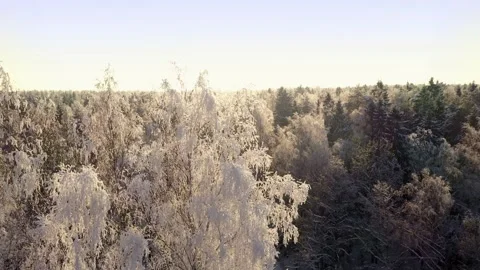 Frozen trees covered with snow and frost on the background of a winter forest Stock Footage 148506196