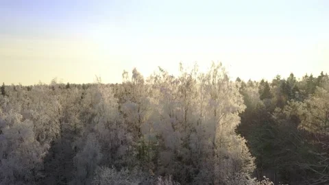 Frozen trees covered with snow and frost on the background of a winter forest Stock Footage 148506627