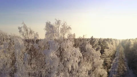 Frozen trees covered with snow and frost on the background of a winter forest Stock Footage 148506721
