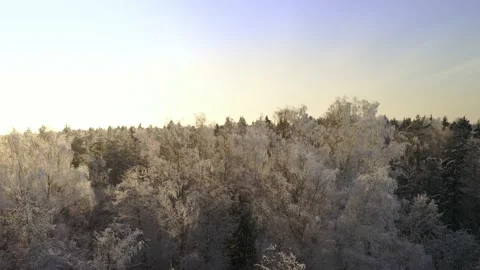 Frozen trees covered with snow and frost on the background of a winter forest Stock Footage 148506752