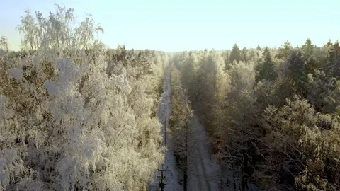 Frozen trees covered with snow and frost on the background of a winter forest Stock Footage 148506876