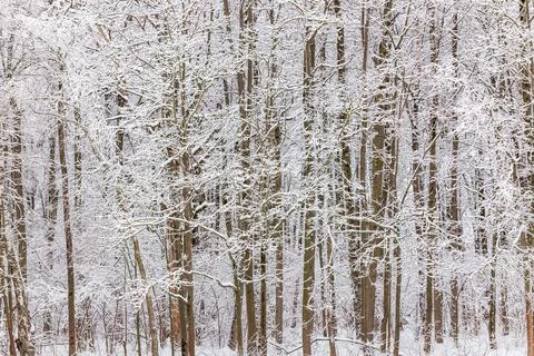 Frozen trees covered with snow at cloudy winter day, full frame background Photos