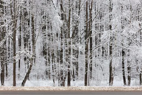 Frozen trees covered with snow at cloudy winter day, full frame background Stock Photos