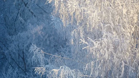 Frozen trees covered snow winter background Stock Footage 87812169