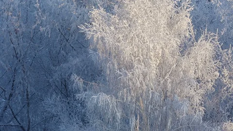 Frozen trees covered snow winter background Stock Footage 87812173
