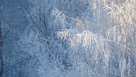 Frozen trees covered snow winter background Stock Footage 87812203