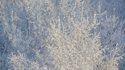 Frozen trees covered snow winter background Stock Footage 87812211