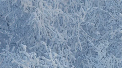 Frozen trees covered snow winter background Stock Footage 87812224