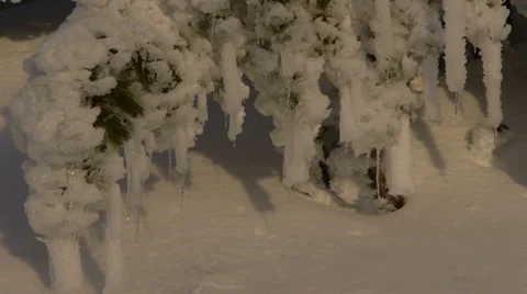 Frozen trees Stock Footage 35601363
