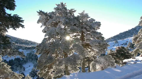 Frozen trees Stock Footage 35602116