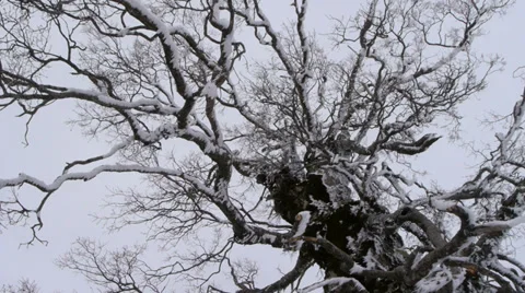 Frozen trees Stock Footage 35616983