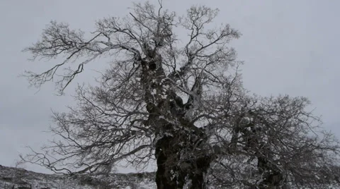 Frozen trees Stock Footage 35641317