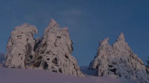 Frozen trees Stock Footage 35660499