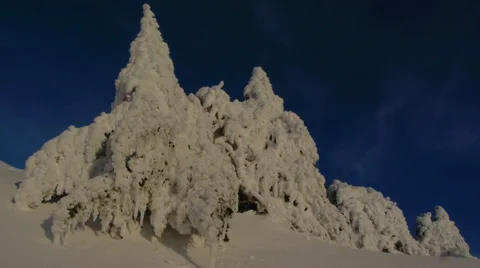 Frozen trees Stock Footage 35660860