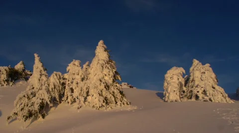 Frozen trees Stock Footage 35660927