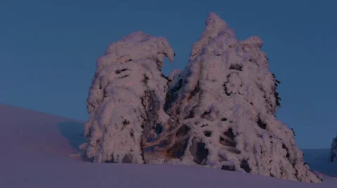 Frozen trees Stock Footage 35663253