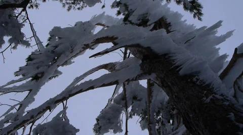 Frozen trees Stock Footage 35663901