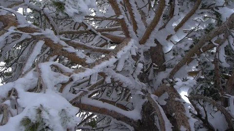 Frozen trees Stock Footage 35664028