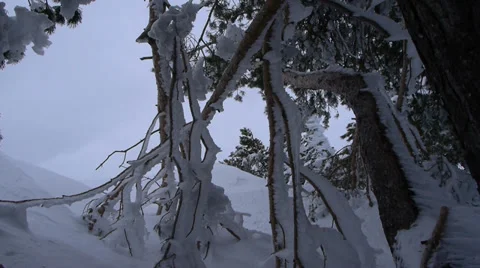 Frozen trees Video stock 35664625