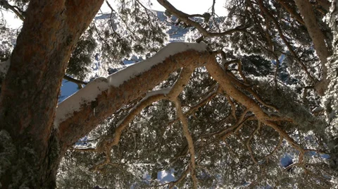 Frozen trees Stock Footage 35677915