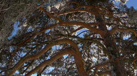 Frozen trees Stock Footage 35679173