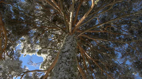 Frozen trees Stock Footage 35680006