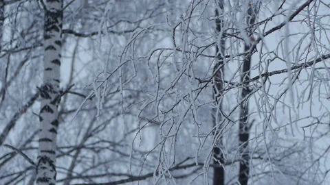 Frozen trees Stock Footage 71622484