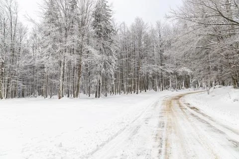 Frozen trees in a forest background Stock Photos