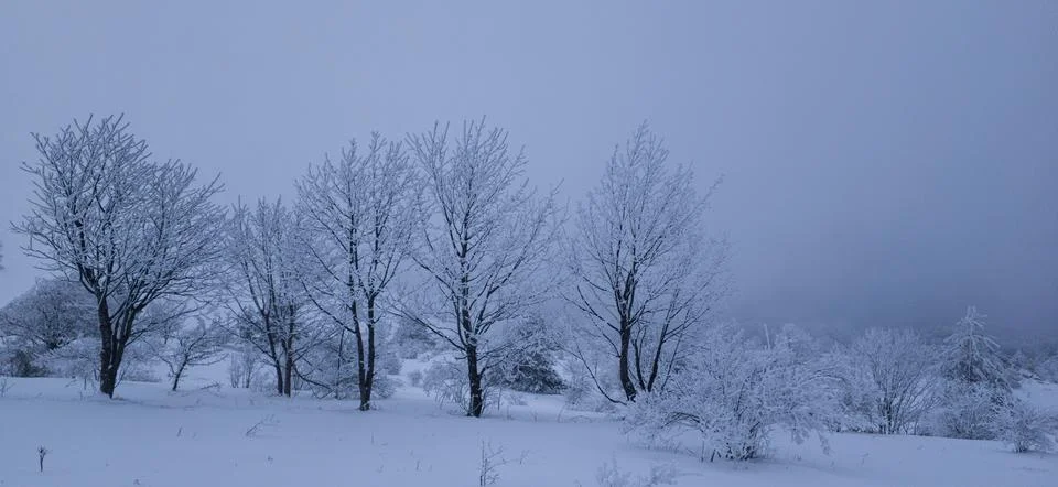 Frozen trees high in the mountains Stock Photos