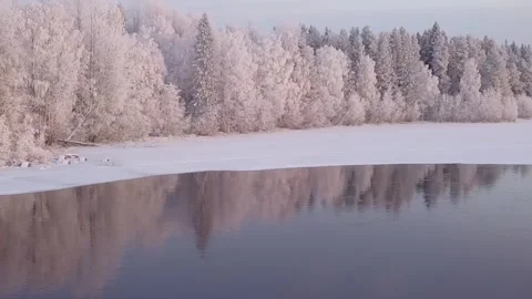 Frozen trees on the lake shore to the north Stock Footage 297316574